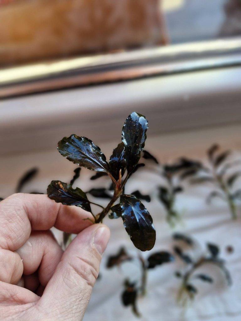 Bucephalandra dark blue