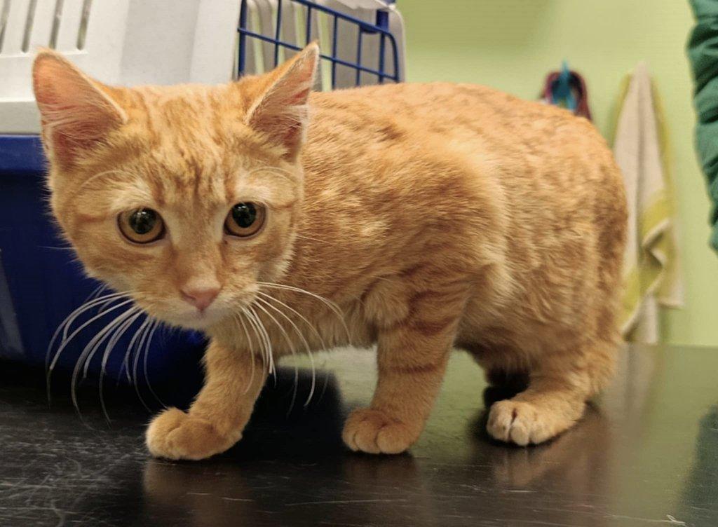 Kocourek Hugo hledá nový domov