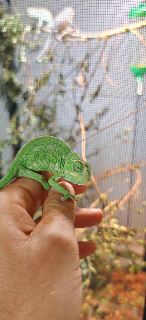 Chameleon Obecný - Chamaeleo Chamaeleon exkluzivní odchov.