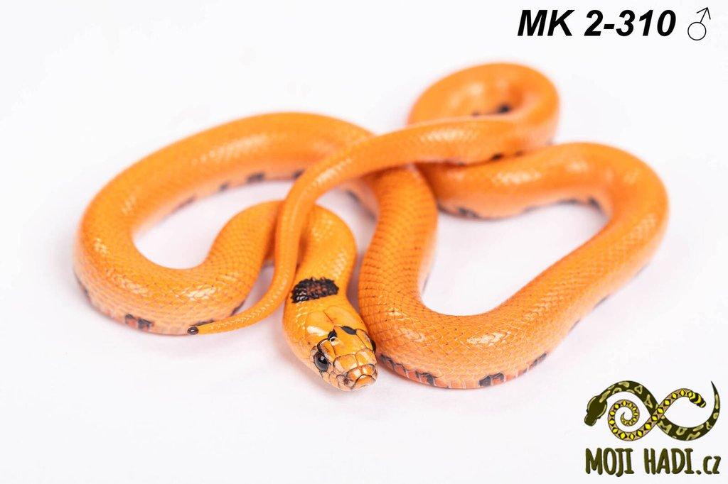MAGMAKING - korálovka - Lampropeltis