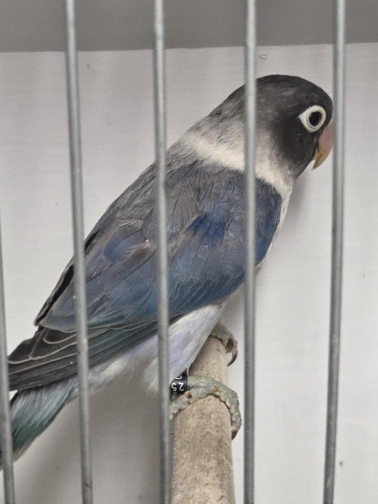 Agapornis škraboškový (Agapornis personatus)