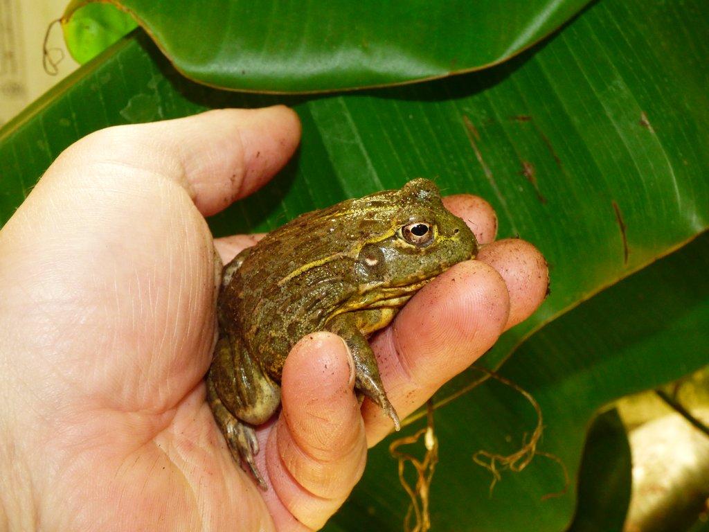 Hrabatka drsná (Pyxicephalus adspersus)