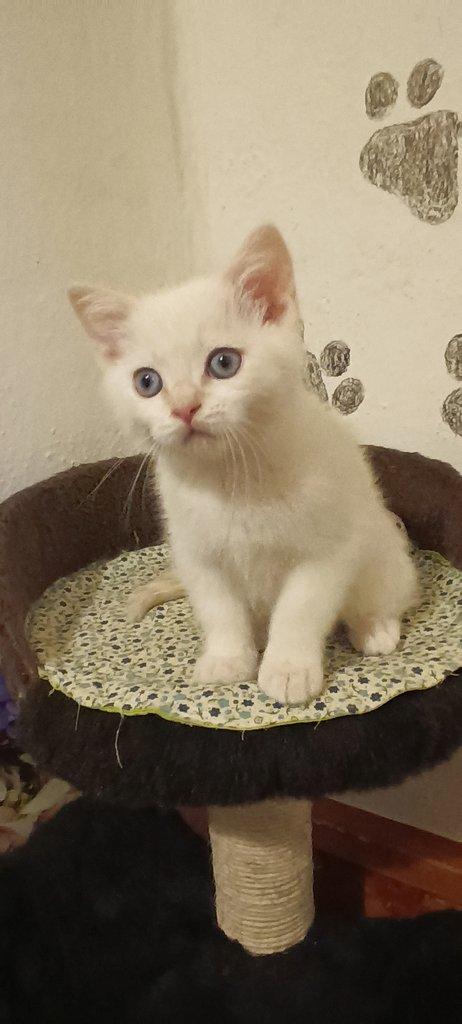 Britská koťata bez PP