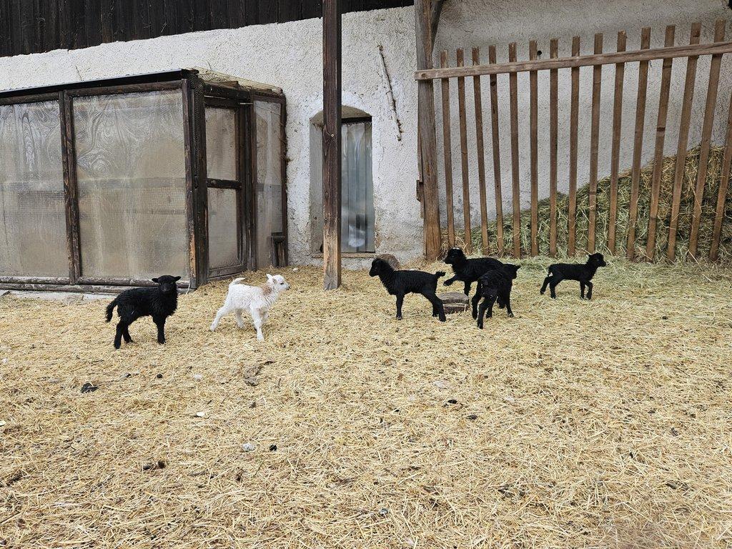 Prodám letošní jehňátka