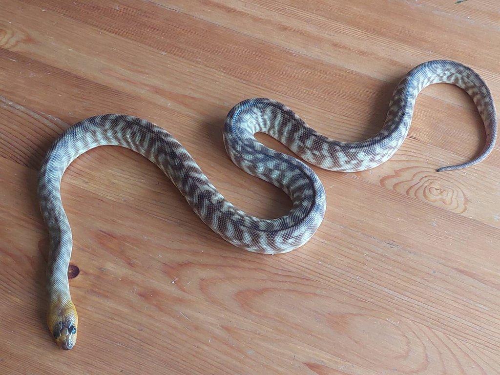 Aspidites ramsayi - woma