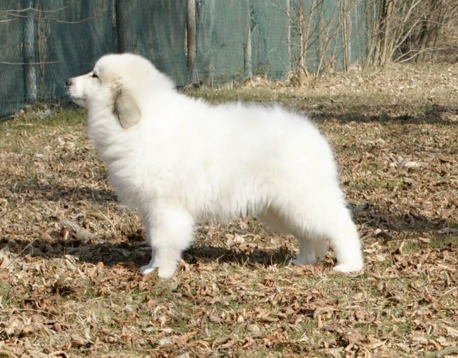 Pyrenejský horský pes chlupáči