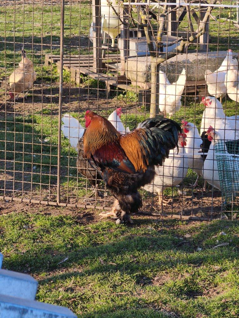 Brahmánka velká koroptví vlnita