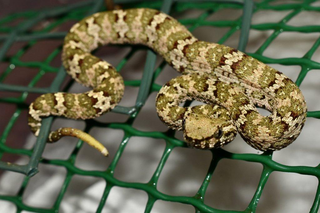 Craspedocephalus puniceus