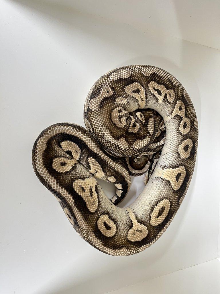 Krajta královská (Python regius)