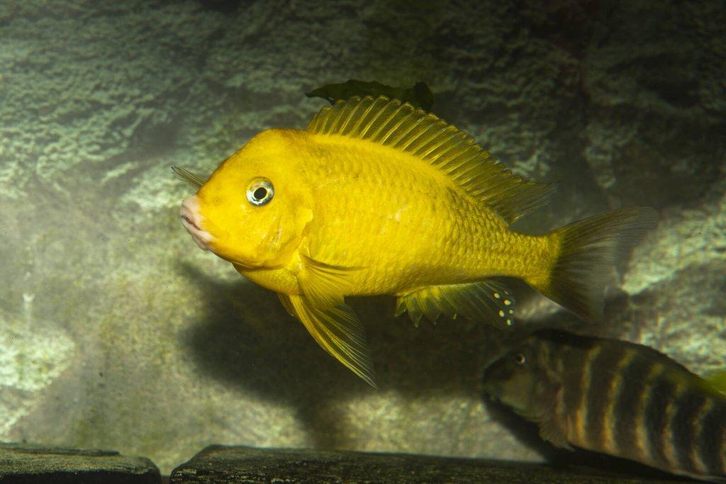 Tropheus sp. black Golden Kiriza