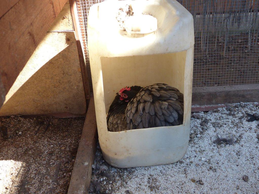 Zakrslá Kočinka modrá