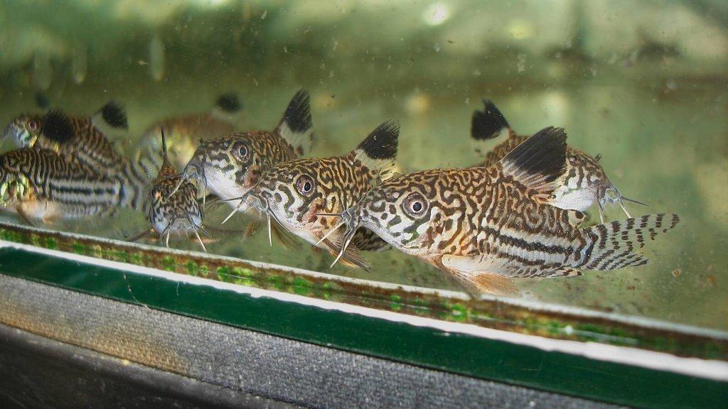 Pancéřníček leopardí - Corydoras trilineatus