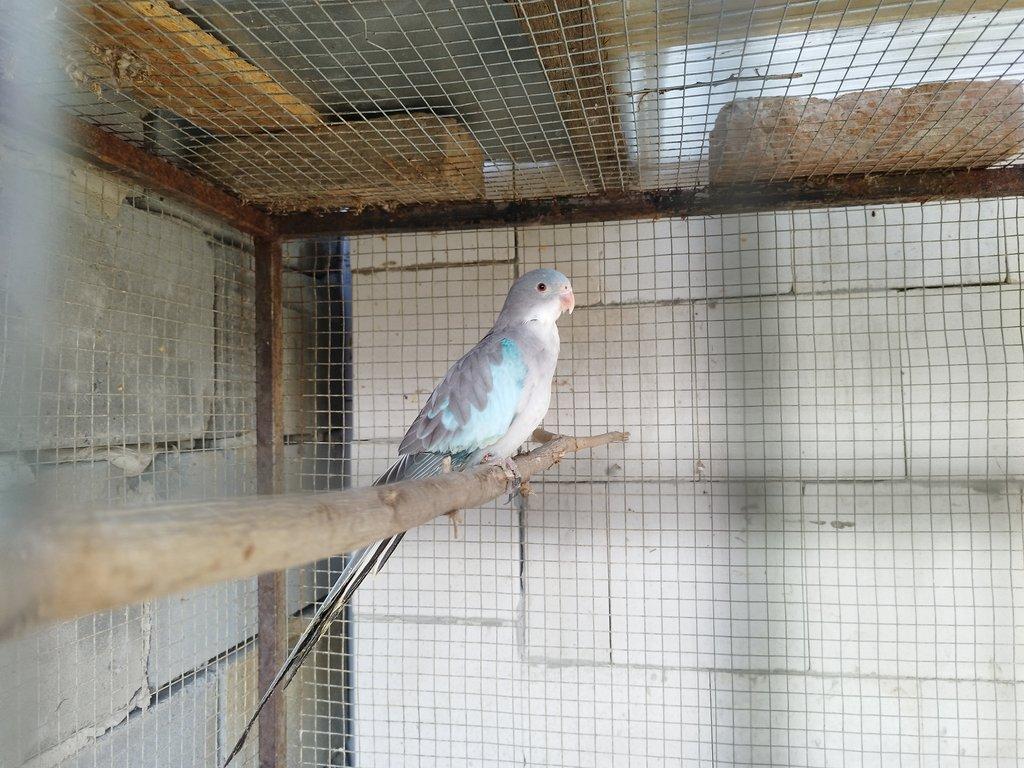 Papoušek alexandřin modrý