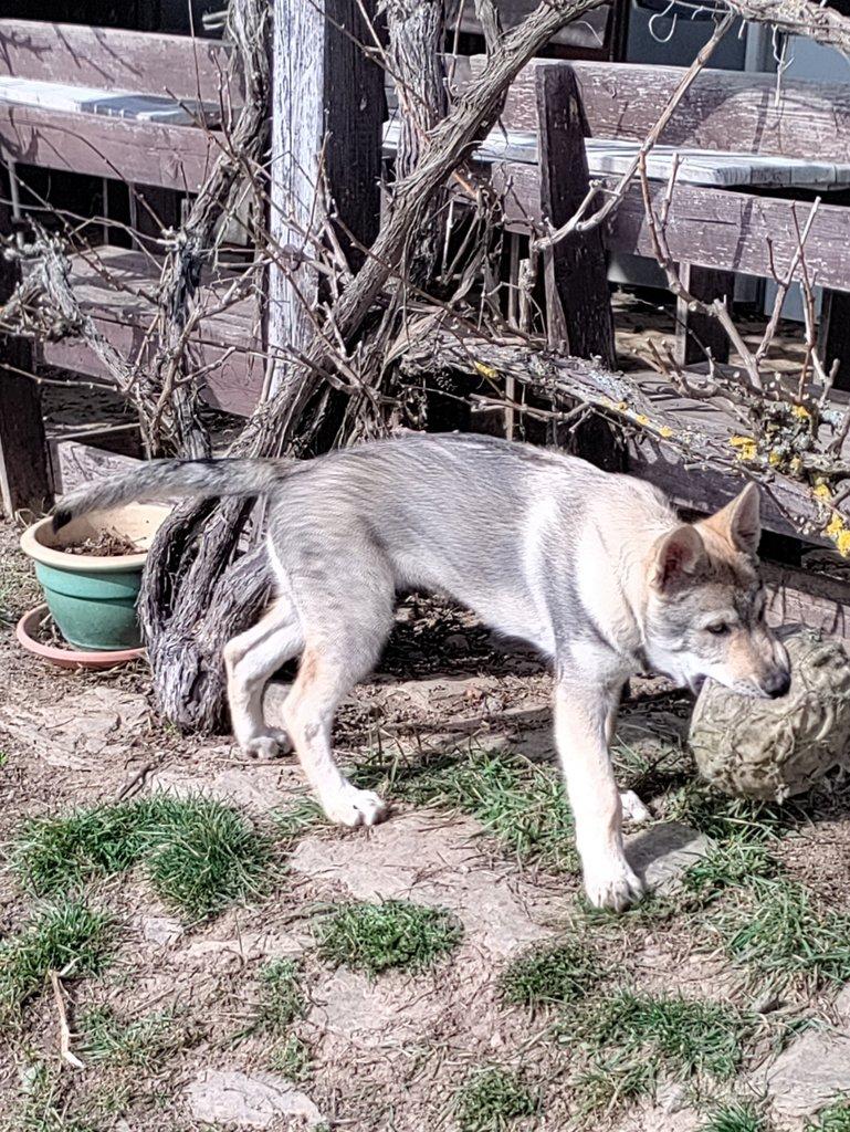 Československý vlčák s rodokmenem TOP spojení