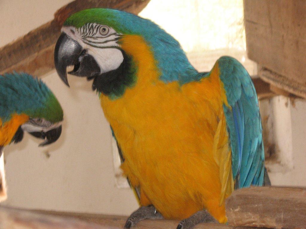 Prodá samce ara ararauna