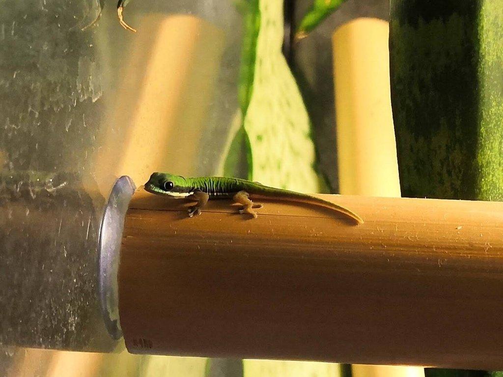 Phelsuma nigristriata