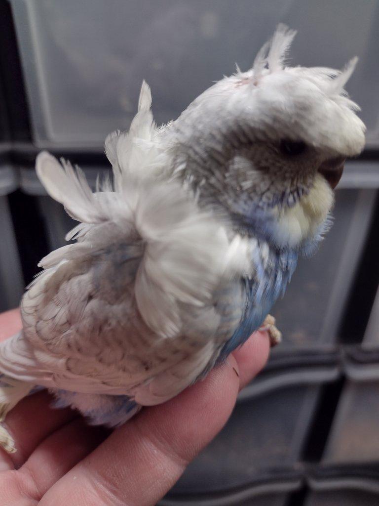 Andulky helikoptéry