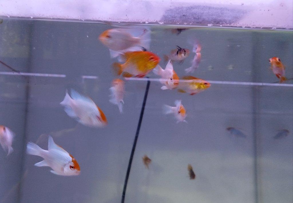 Mikrogeophagus ramirezi