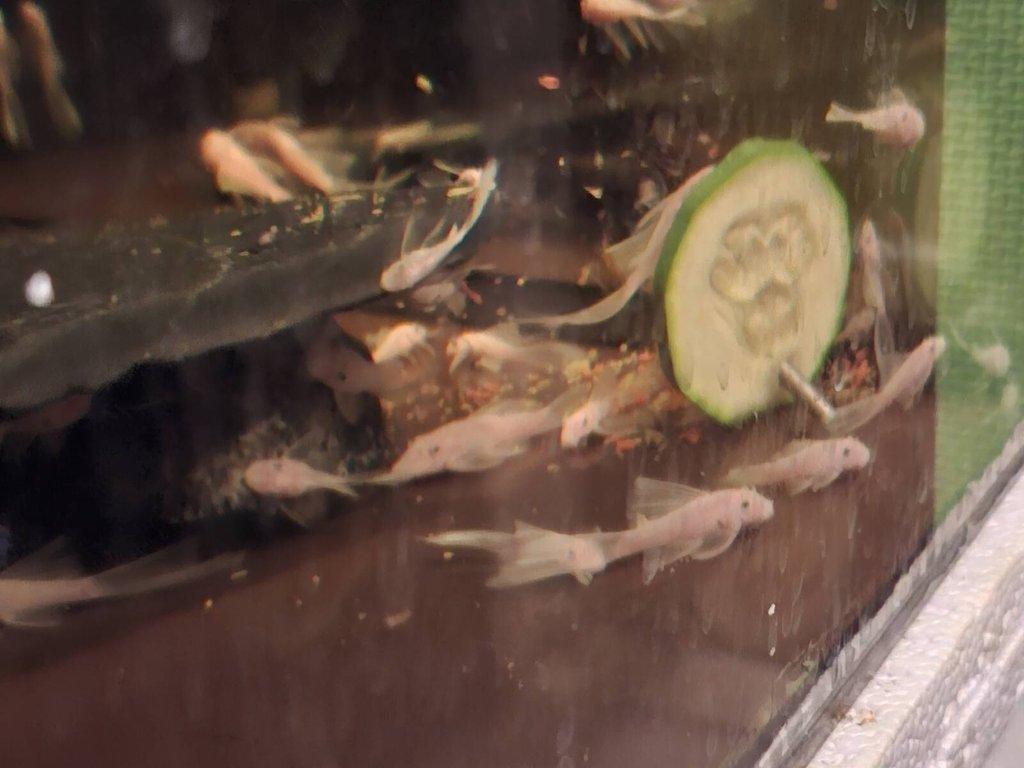 Ancistrus snow white long fin a krátký + super red