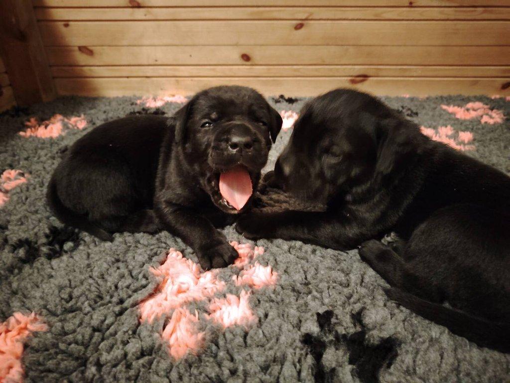 Prodám štěňata Cane Corso s PP