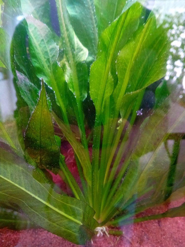 Echinodorus amazonicus 45 listů na Živé exotice 11.4.