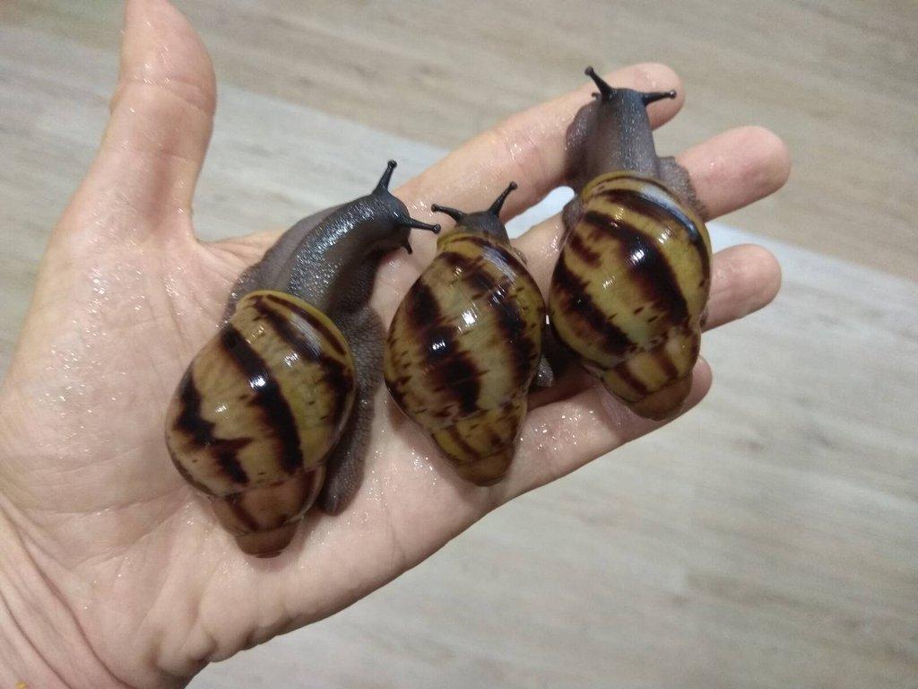 Archachatina Marginata Suturalis dark body mláďata