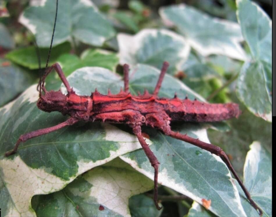 Strašilky, pakobylky