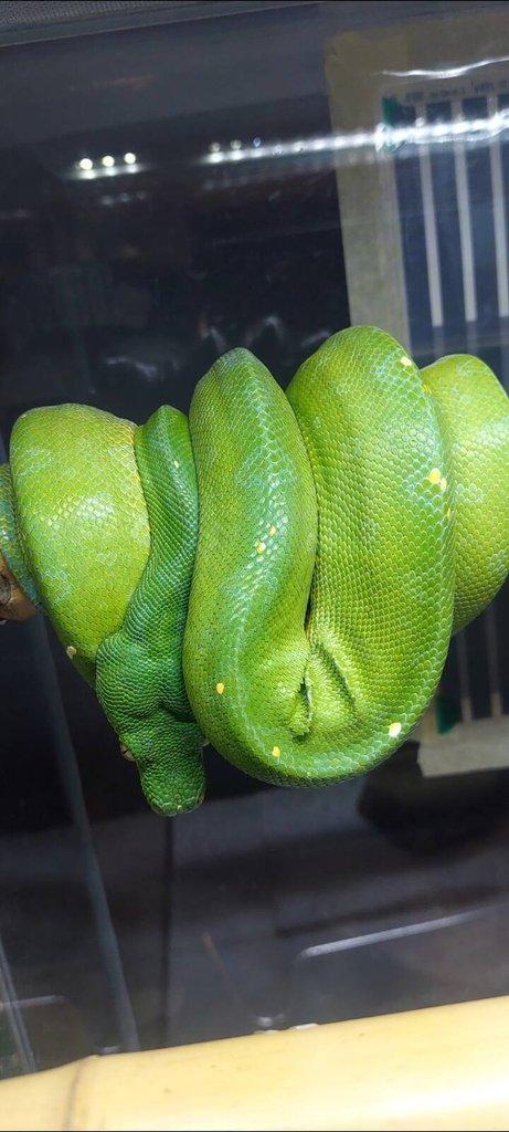 Morelia viridis