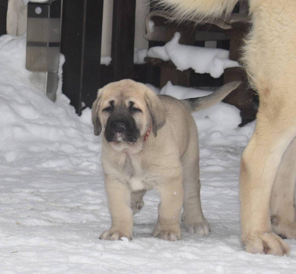 Španělský mastin- nabízíme štěňátka k odběru po 20.lednu