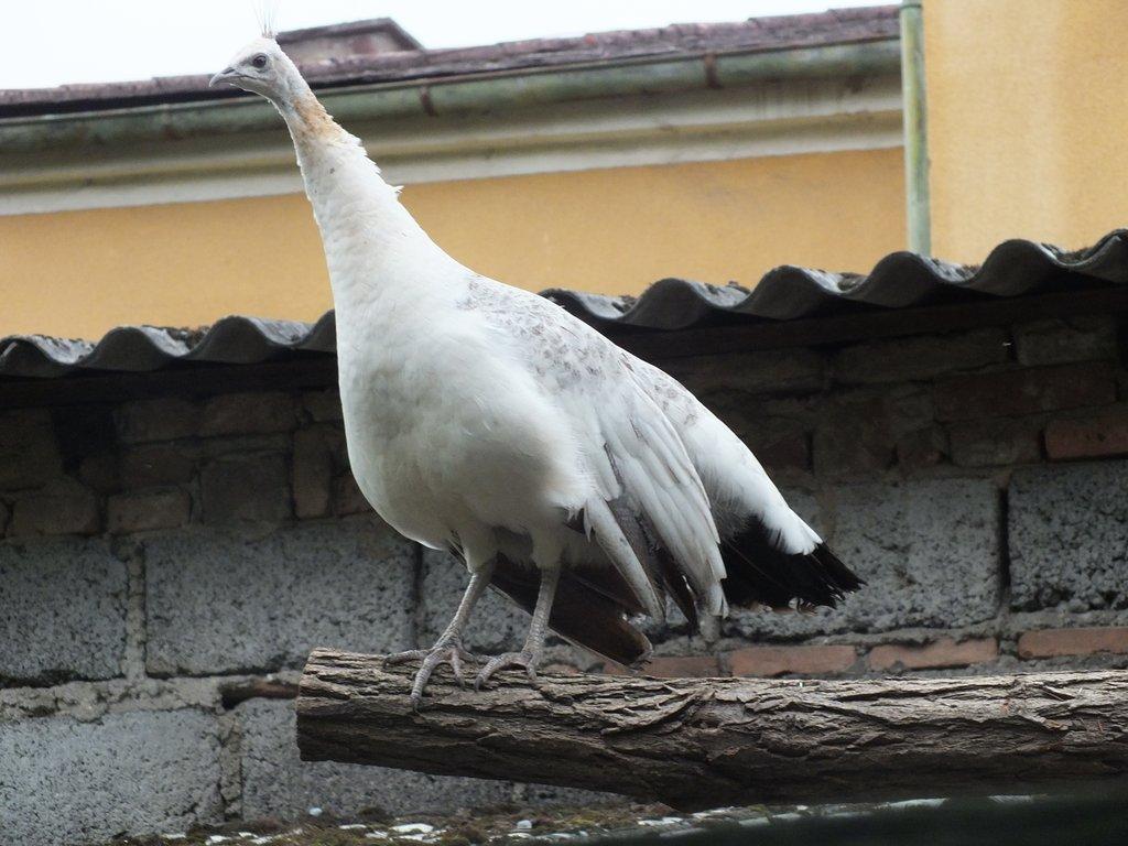 PRODÁM ČERNOKŘÍDLOU PÁVICI