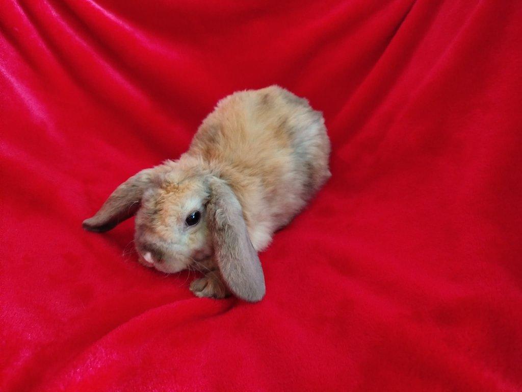 Nabízím zakrslé králíčky- beránky rex