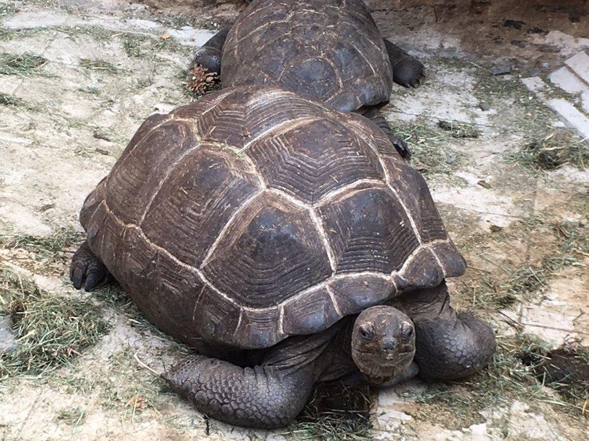 Želva obrovská, Aldabrachelys gigantea