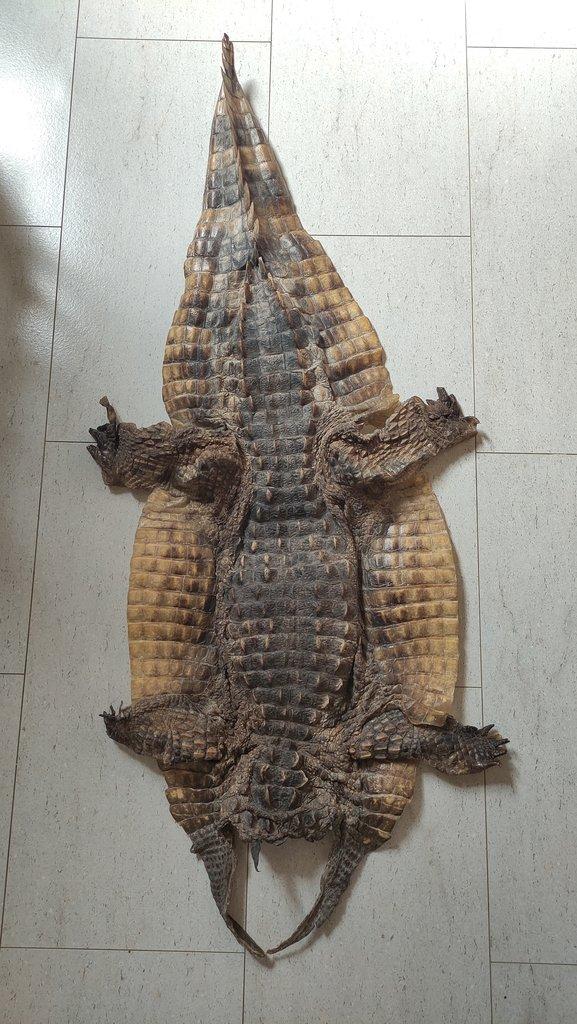 Krokodýl, kajman, kůže, preparace, lebka, kostra