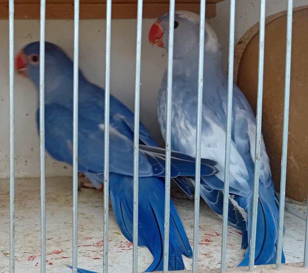 Alexandr malý mutace