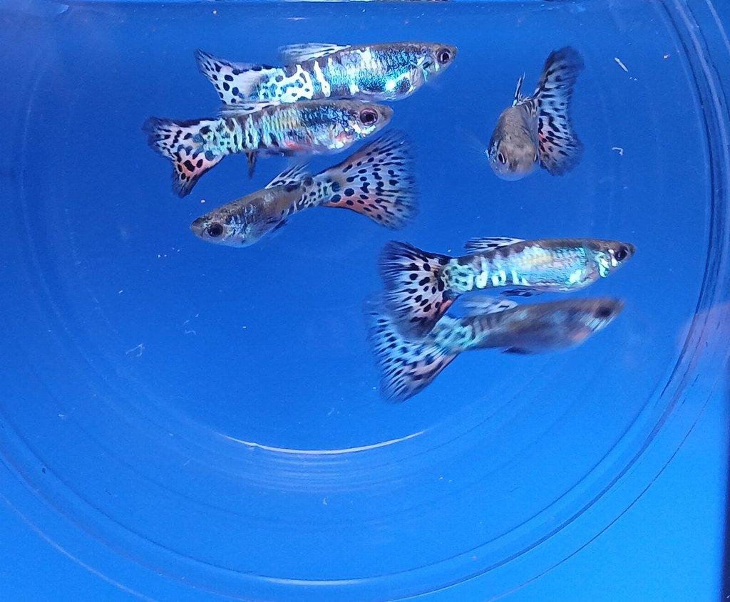 Paví očka- Gupky  - Poecilia reticulata