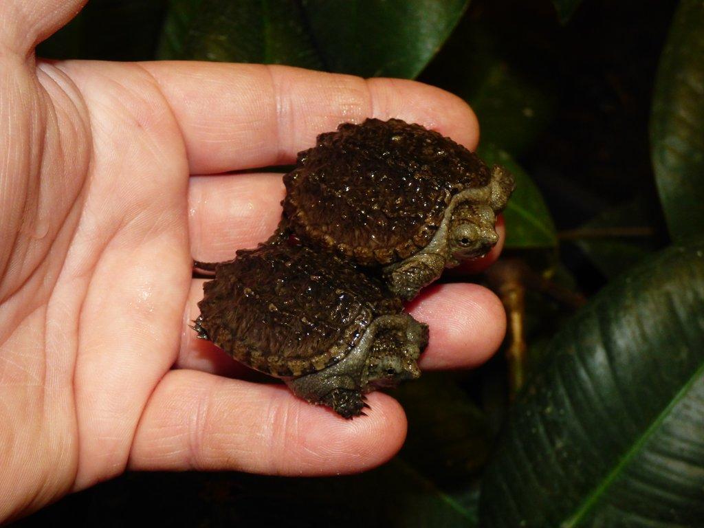 Kajmanka dravá (Chelydra serpentina) vlastní odchov