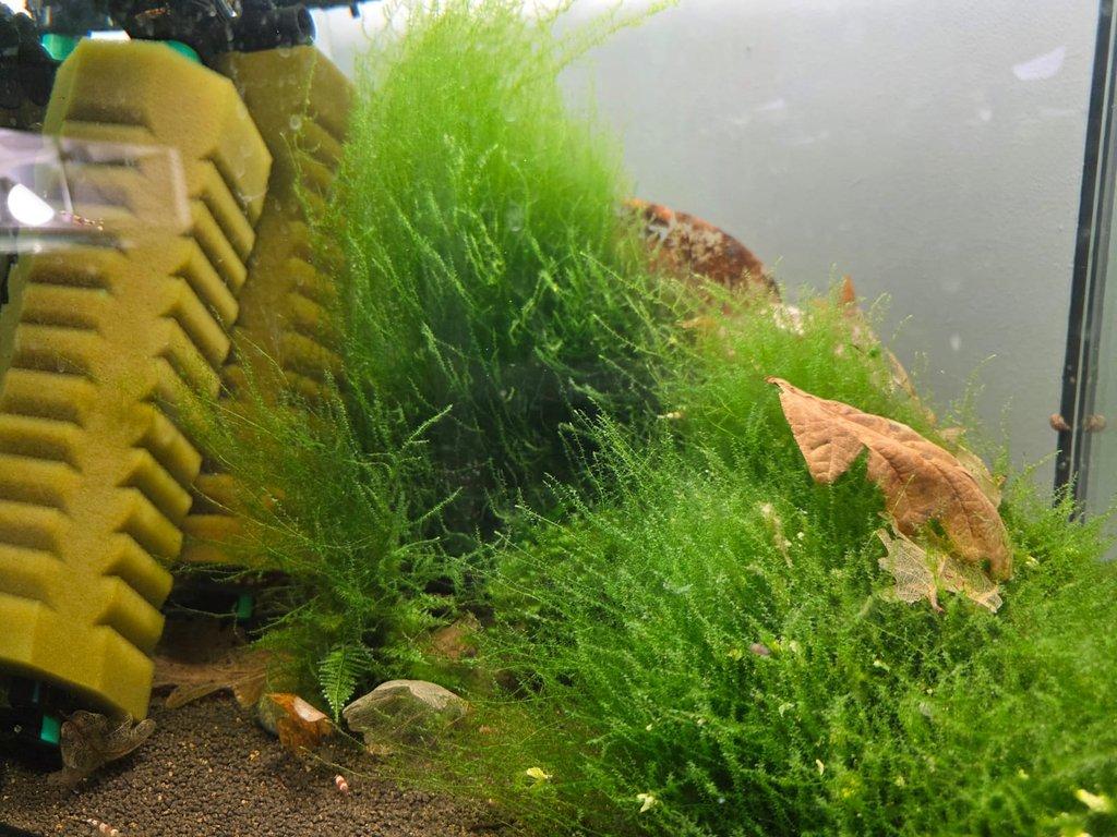 výprodej akvarijních mechů stringy, java, flame moss