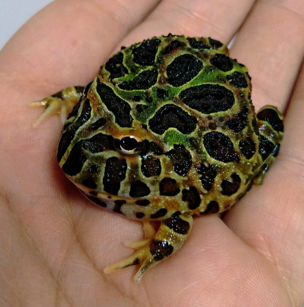 Ceratophrys cornuta, ornata, cranwelli, fantasy