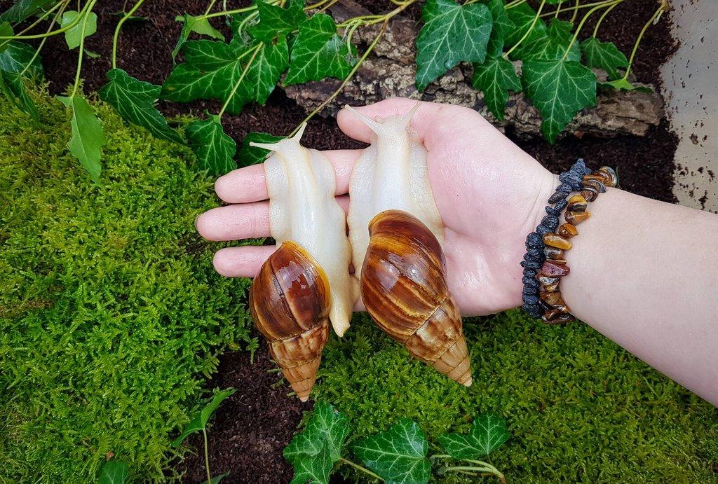 Africký šnek Lissachatina fulica Albino body mláďata