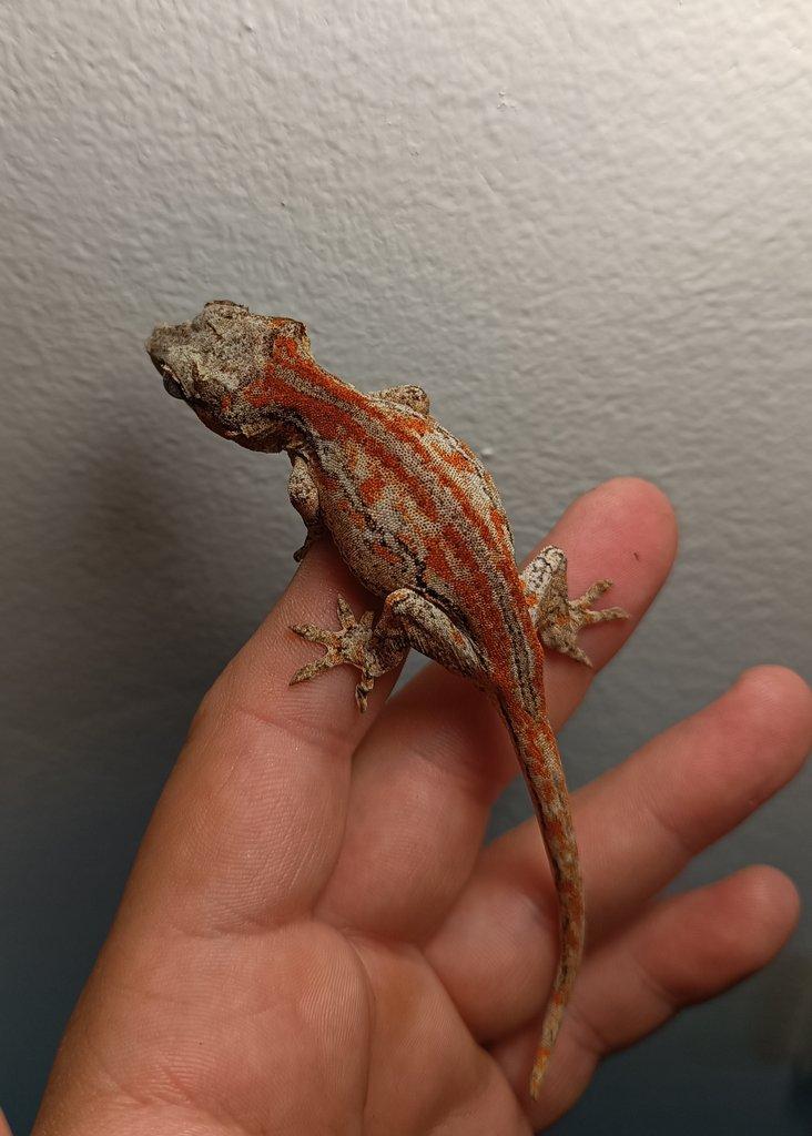 Pagekon hrbolkohlavy - auriculatus, pár