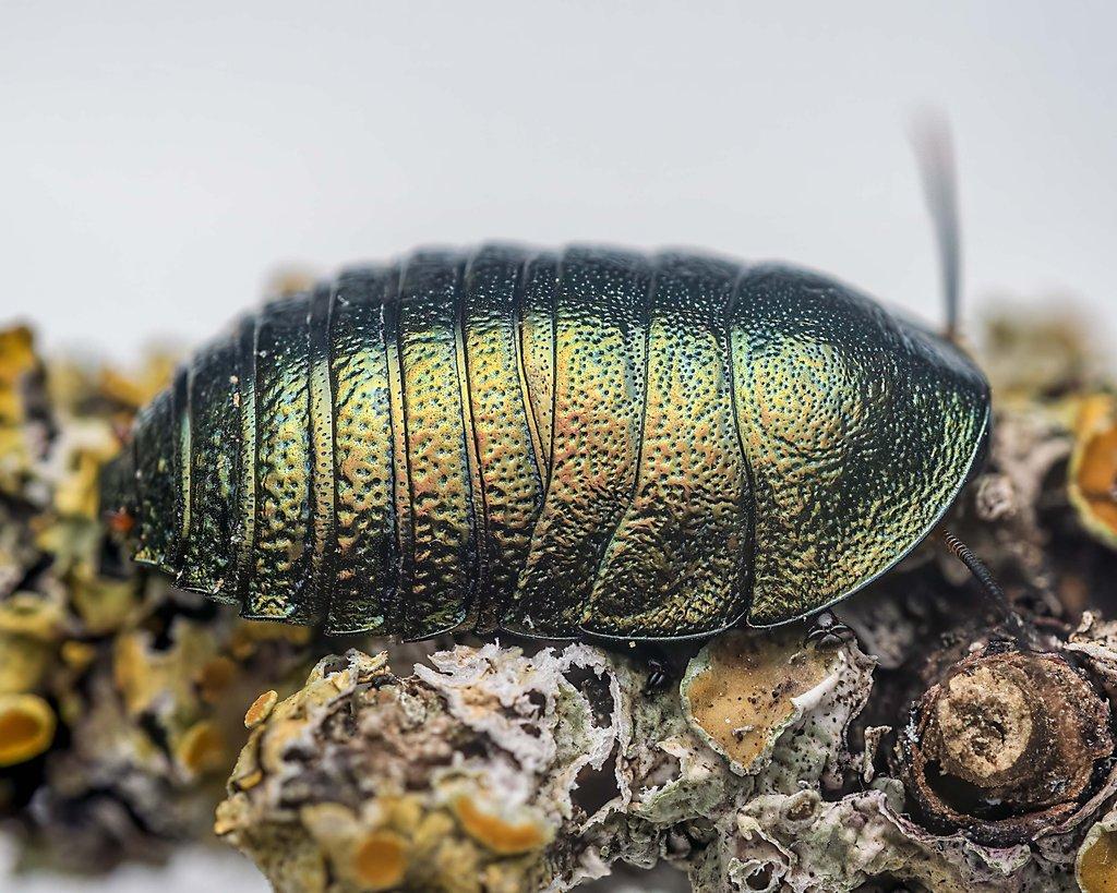 Peucetia lucasi, Heteropoda lunula a Corydidarum magnifica