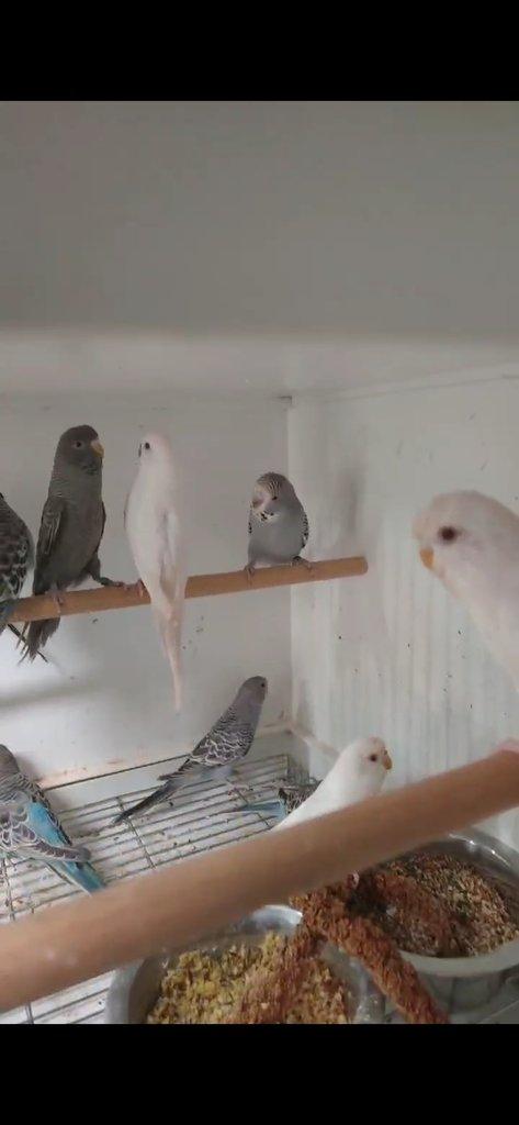 Andulky  blackface blackwing