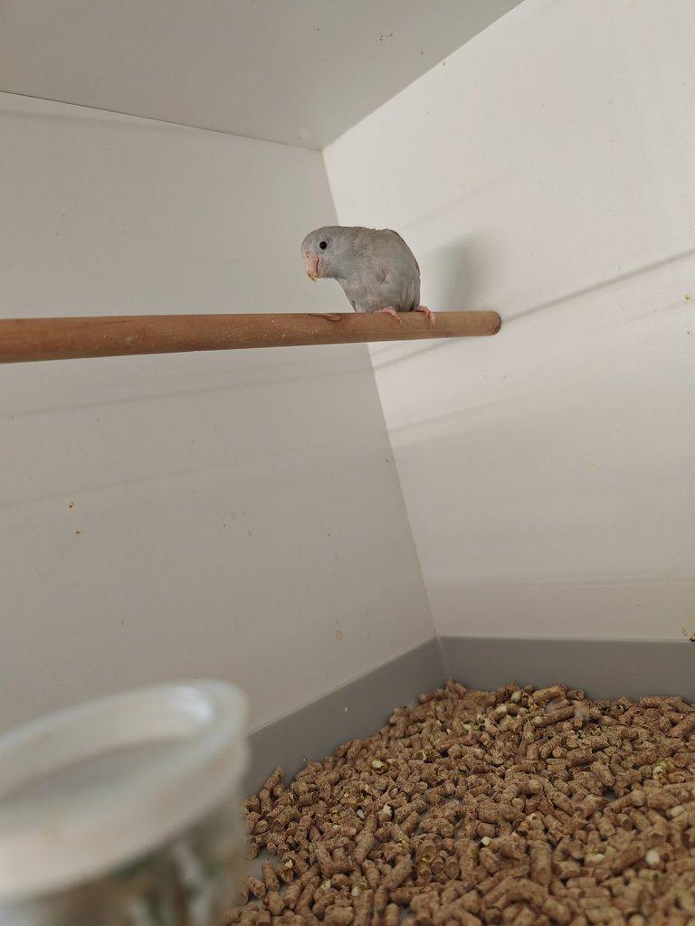 Papoušíček Šedokřídlý