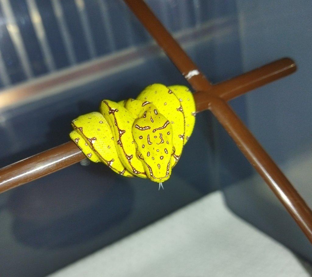 Morelia viridis Lereh