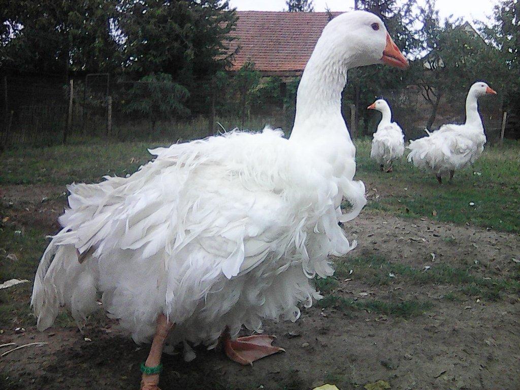 sebastopolska husa---kadeřava