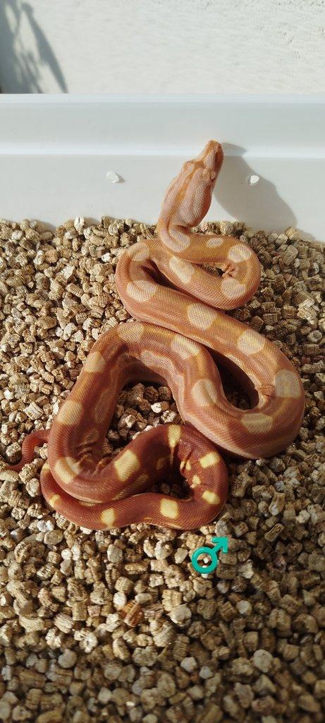 Boa Constrictor INCA