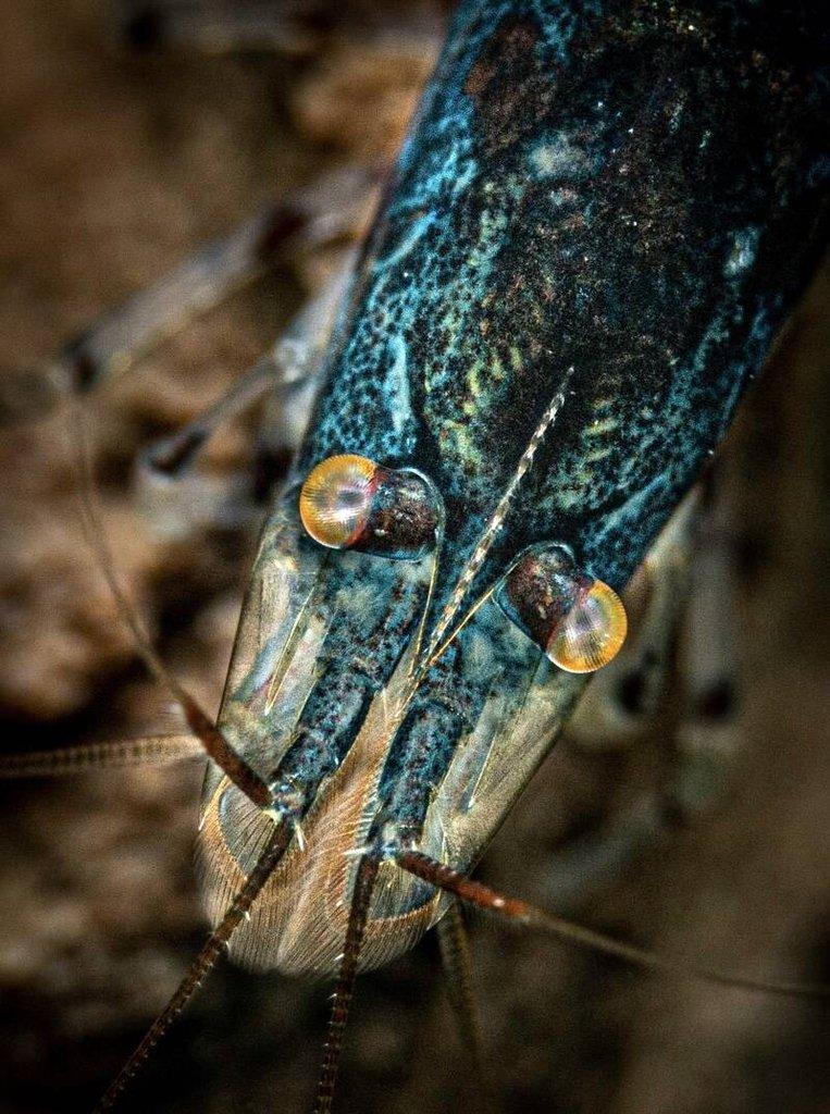 TOP PREMIUM AKVA KREVETKY Caridina a Neocaridina - Odchovy