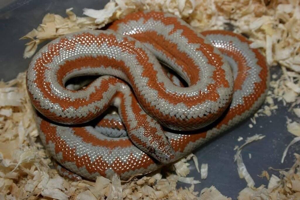 Lichanura