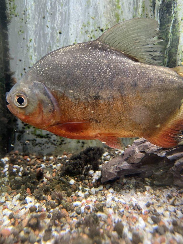Piraně rostlinozrava