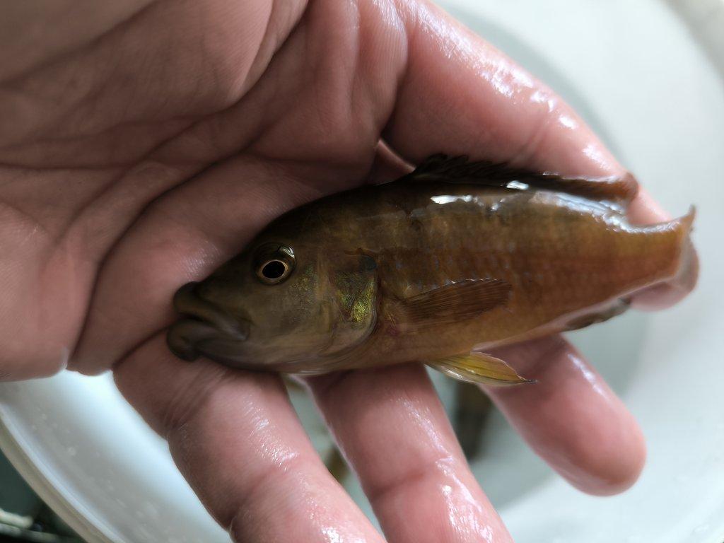 Malawi&Tanganika duben 2026